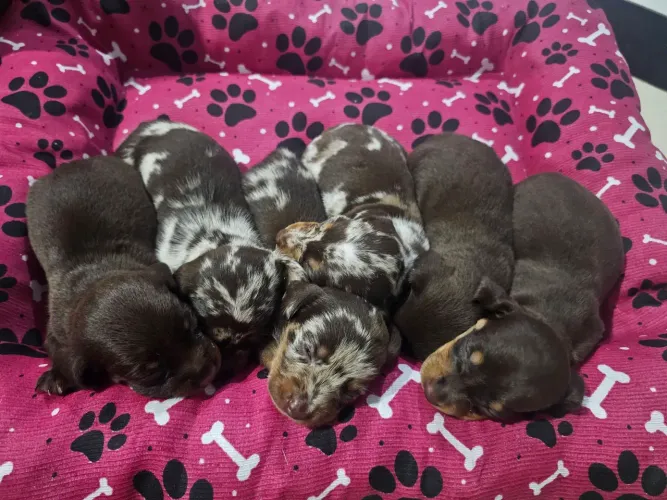 Basset Salsichinhas chocolate 