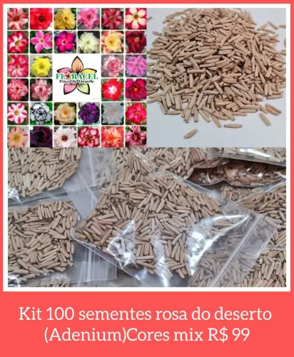 Kit 100 sementes de rosa do deserto "cores mix"
