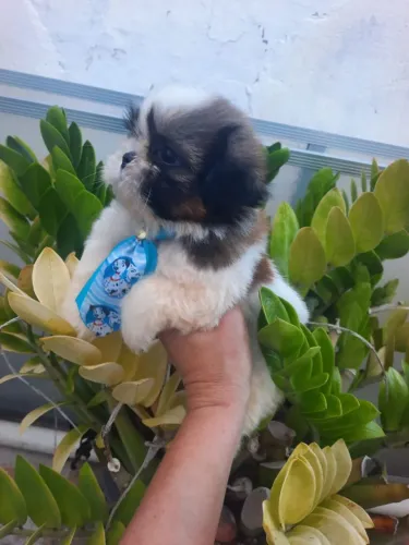 Vendo Shitzu macho ?