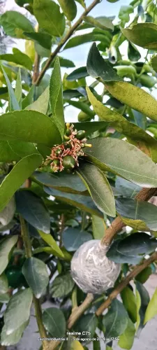 Mudas de limão Taiti feita por alporquia 