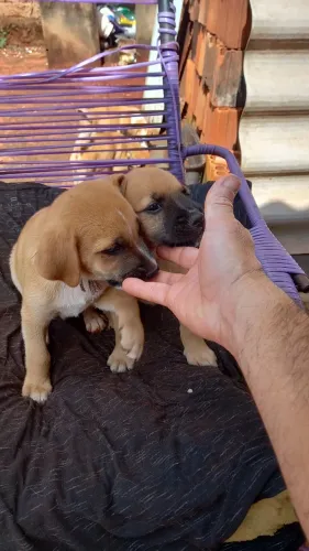 Doação de filhotes de cachorro. 
