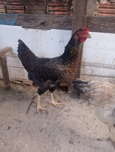 Galinha Caipira