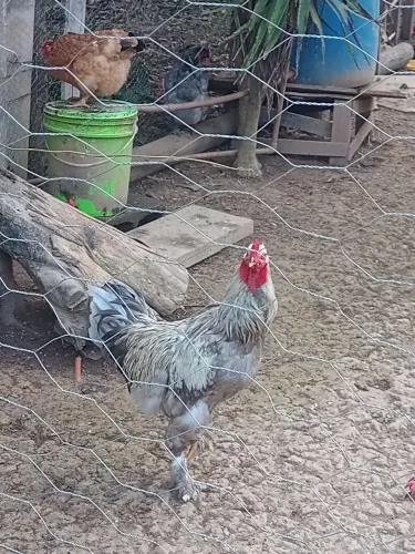 Vendas de frangos Brahma e índio