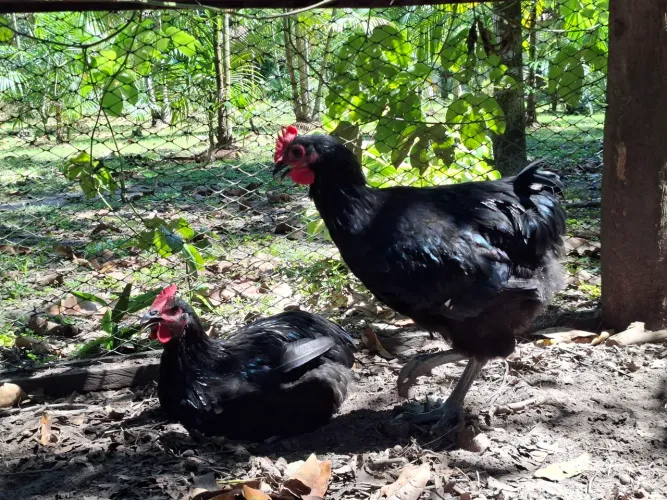 Frangão Gigante Negro de Jersey