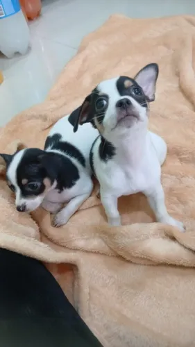 pisncher x jack russel
