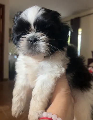 Cachorro