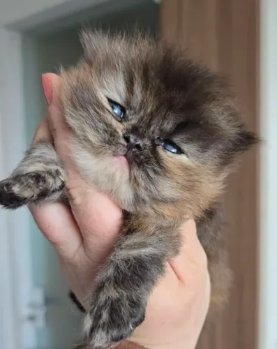 Maravilhosa Persa Black Tortie disponível para reserva