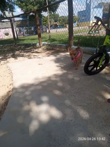 Doação de cachorro 