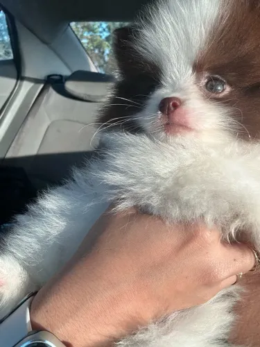 Lulu da pomerania - Spitz