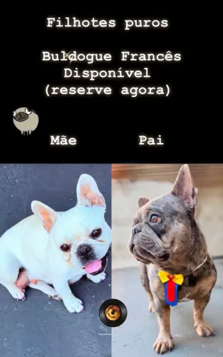 Buldogue Francês