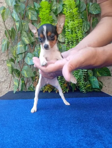 Pinscher Pequeno no tamanho, gigante na personalidade