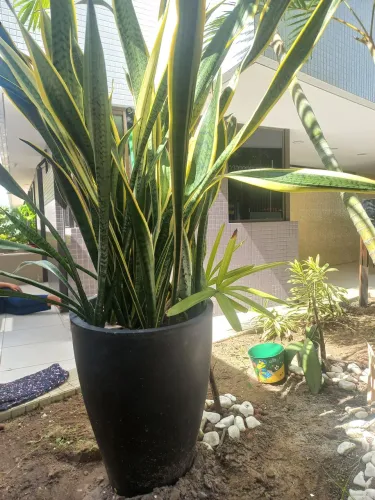 Espada de São Jorge com vaso