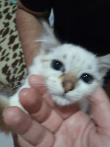 Filhote de gato