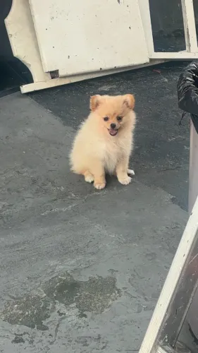 Luluzinha Pedigree