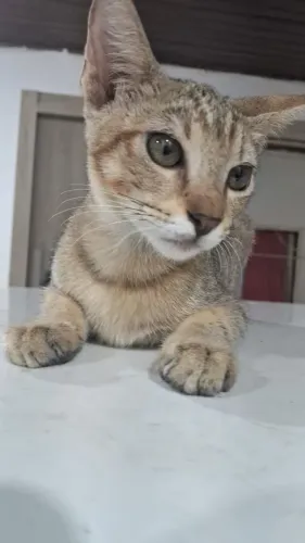Gatinha disponível para doação responsável. 