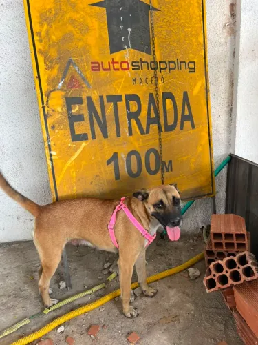 Cachorra mansa