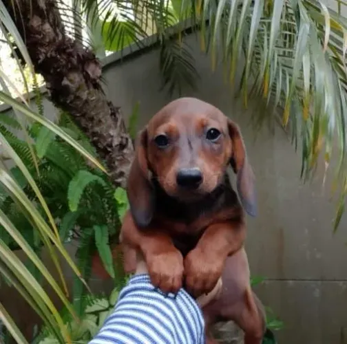 Filhotes de Dachshund / Cofap / Salsicha disponíveis