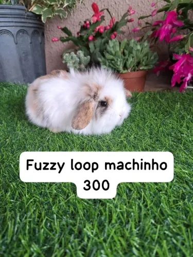Mini coelhos.