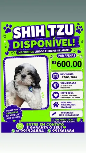 Shih tzu puro tamanho 0