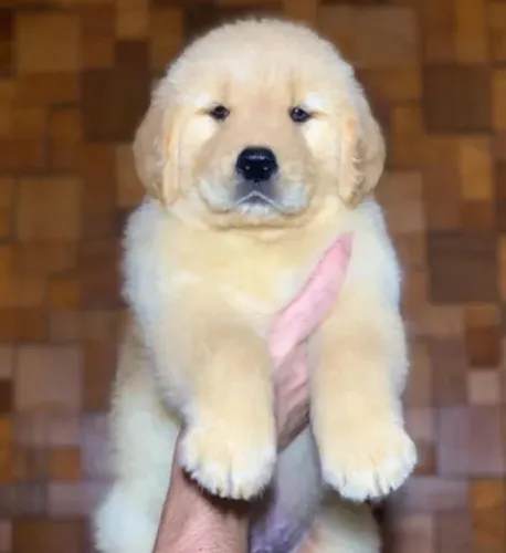 Filhotinhos de Golden Retriever cães lindos Vacinados