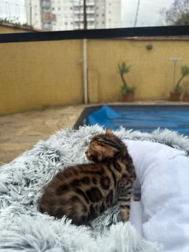 FILHOTES BENGAL BROWN