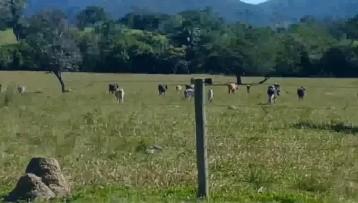 Fazenda de 13 alqueires e 40 litros em Goiás Velho