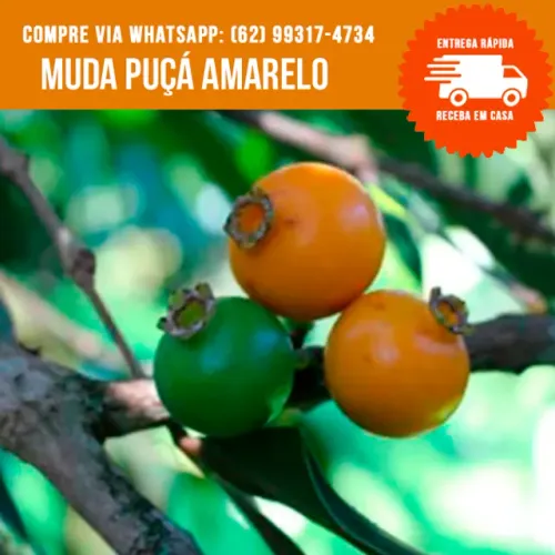 Mudas de Puçá Amarelo