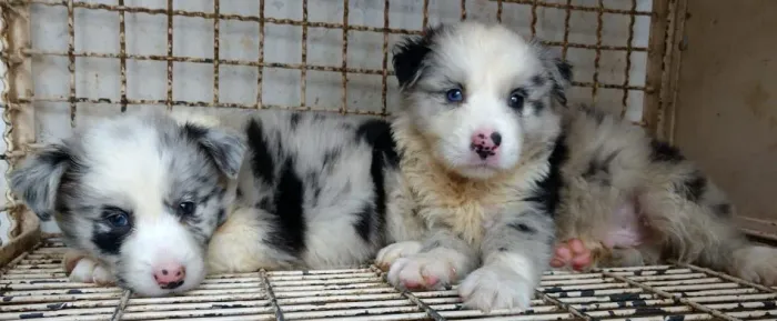 Casal de Border Collie blue merle - vacina e garantia total de vida-  Entre em contato