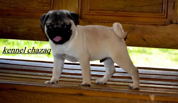 Pug - lindo menino padrão mini disponível