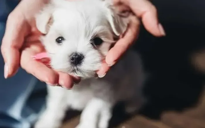 Filhotes de Maltês Miniatura White, Fofos e Amorosos