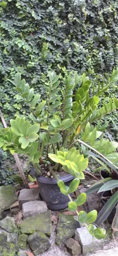 Zamioculca 