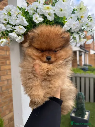 Spitz alemão fofuras em pelo