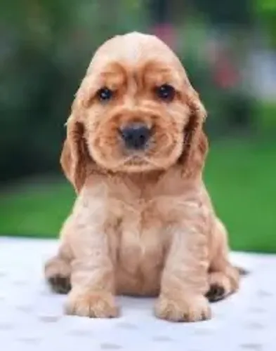 Filhote de Cocker Spaniel Inglês Para seu parabéns 