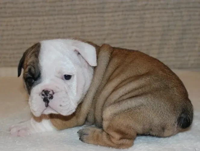 O Bulldog Inglês é um cão robusto, tranquilo e cheio de charme! 