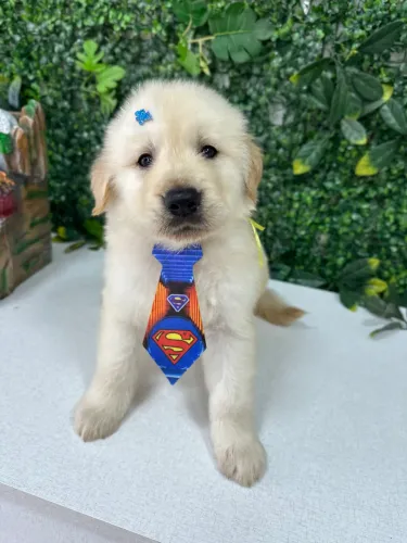 Filhote de Golden Retriever bebê 