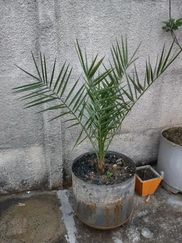 Pe de Tamara plantado em vaso