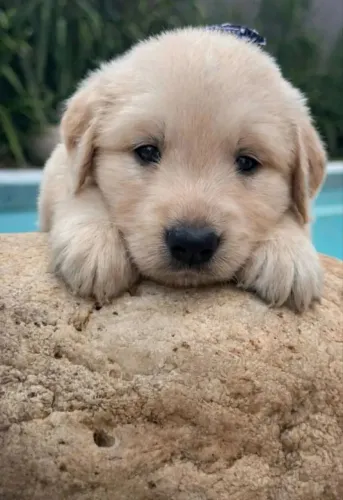 Golden Retriever filhote lindo