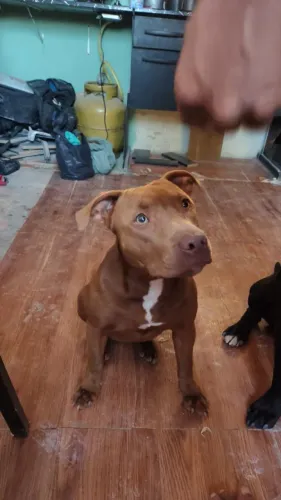 Doa-se casal de Pitbulls