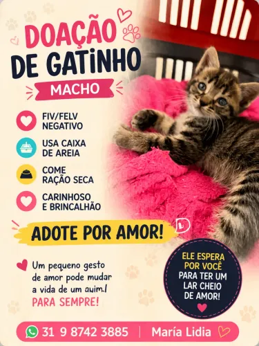 Adoção de gato filhote macho