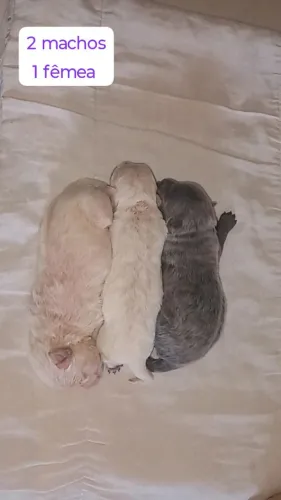 FILHOTES DE CHOW-CHOW ( 22 DIAS DE VIDA )