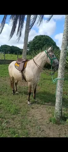Cavalo Tordilho claro,extremamente manso