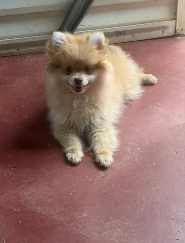 Lulu fêmea beaver olhos claros com 3 doses de vacina