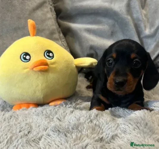 Filhotinhos Macho e Fêmea Companheiros Teckel/Dachshund/Salsicha/Salsichinha/Basset/Cofap