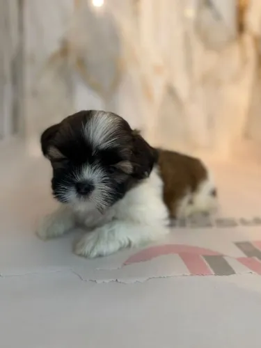 Filhote shih tzu, Seu cãopanheiro ideal está esperando!