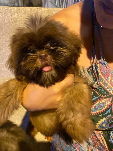 Shitizu Fêmea vacinada 3 meses , filha de pedigree