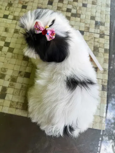 Filhote de Shitzu (fêmea) disponível