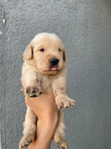 Golden Retrivier 