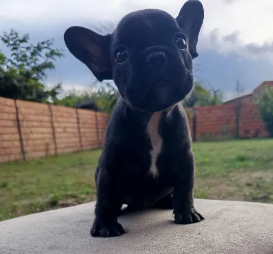 Buldogue francês 