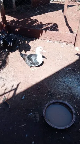 Vende Patos