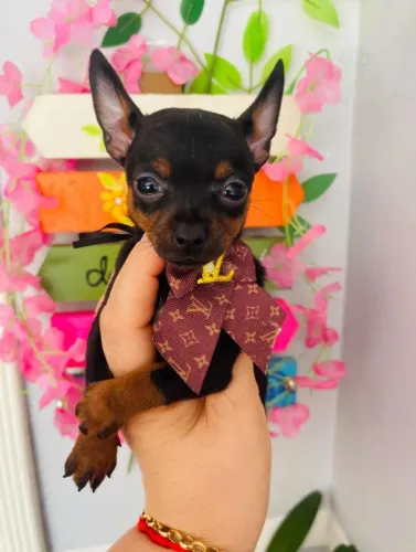 Filhote de pinscher macho zero